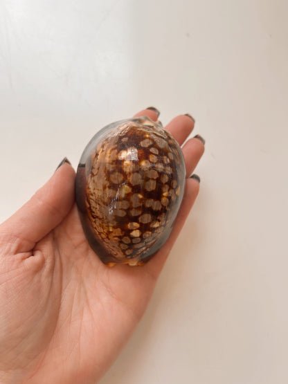 Vintage Snakehead Cowrie Shell