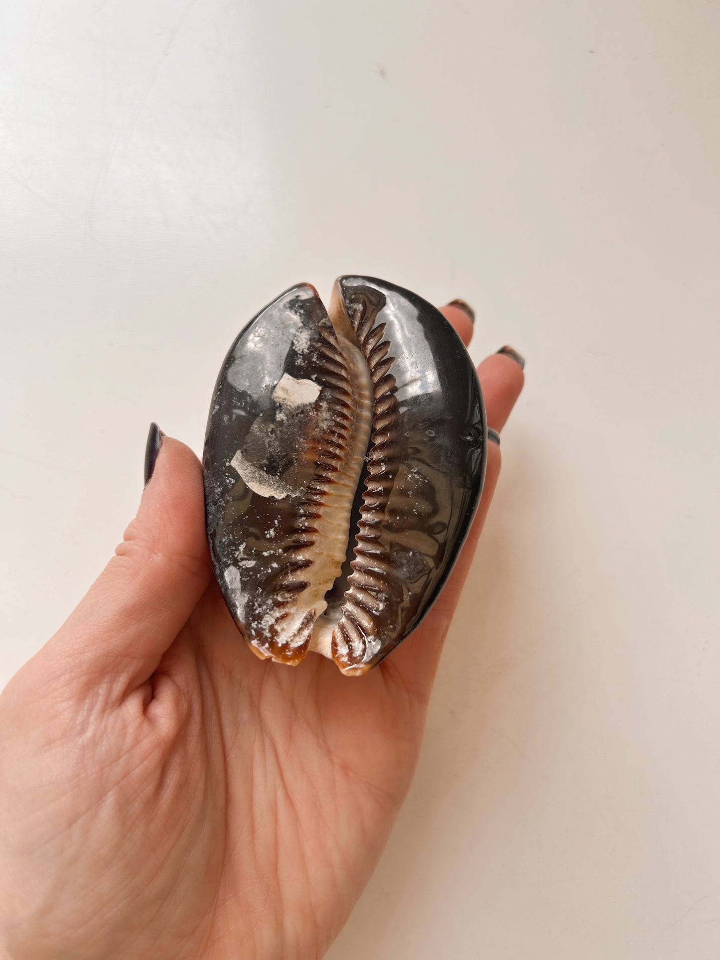 Vintage Snakehead Cowrie Shell