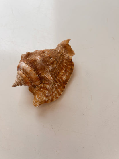 Vintage Small Conch Shell