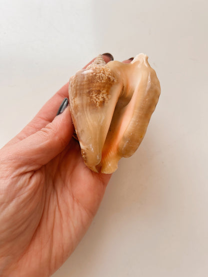 Vintage Small Conch Shell