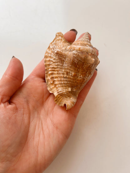 Vintage Small Conch Shell