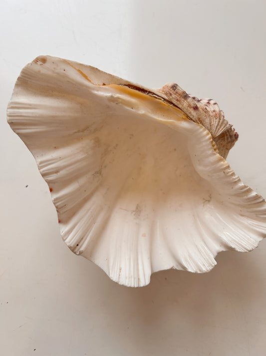 Vintage Clam Shell