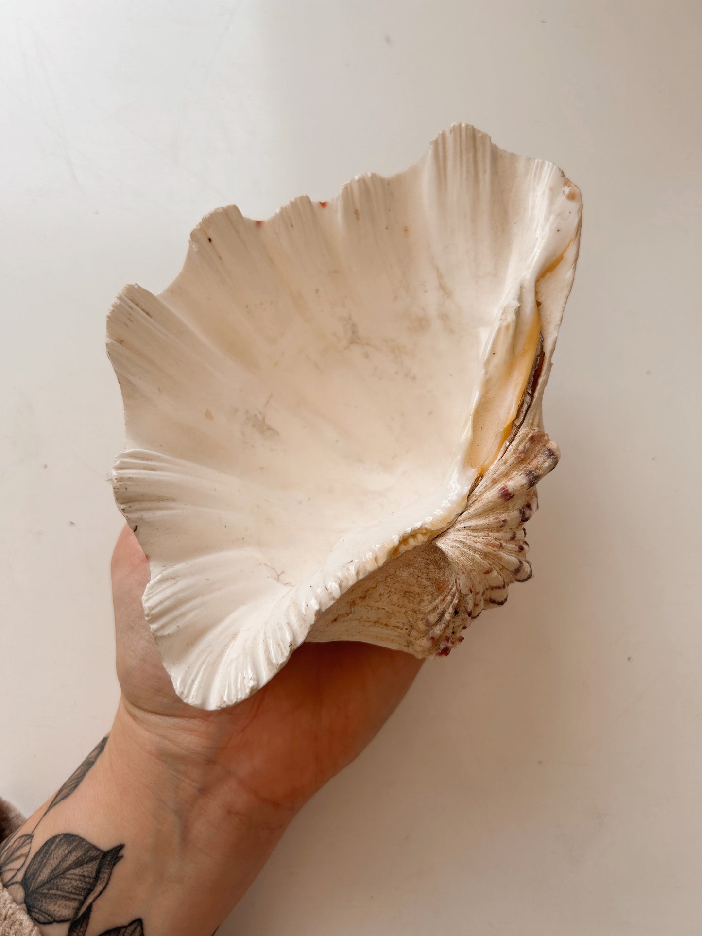 Vintage Clam Shell