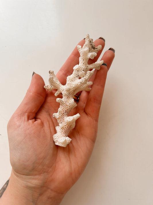 Vintage White Coral Branch