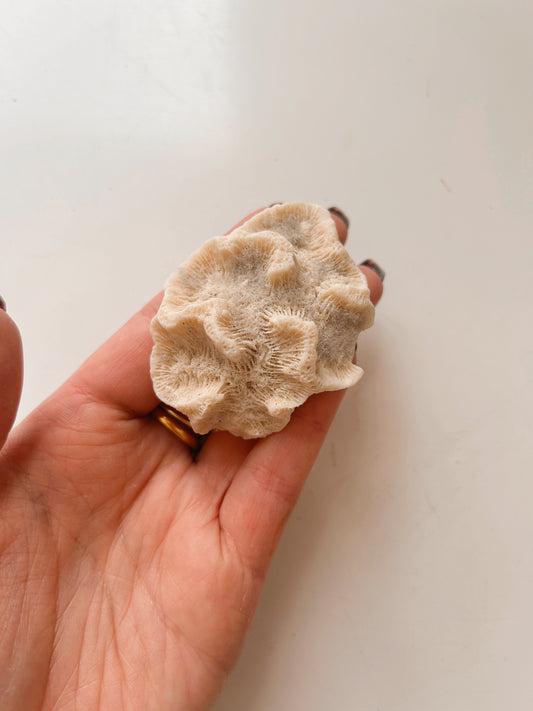 Vintage White Coral Specimen