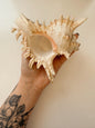 Vintage Spiked Strombus Shell