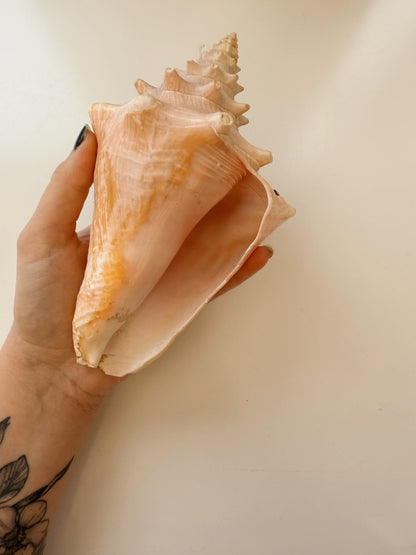 Vintage Conch Shell