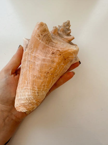 Vintage Conch Shell