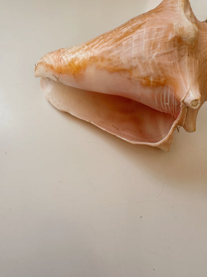 Vintage Conch Shell