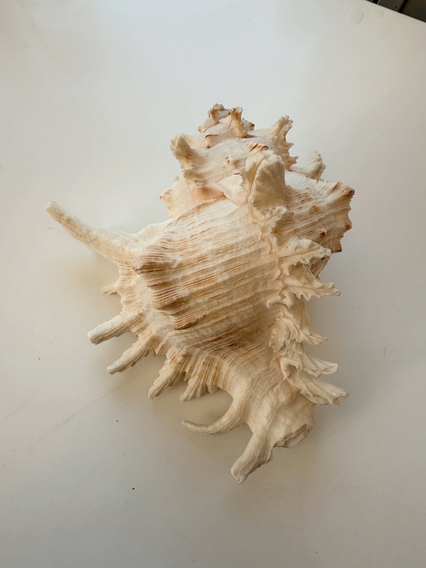 Large Spiked Strombus Shell