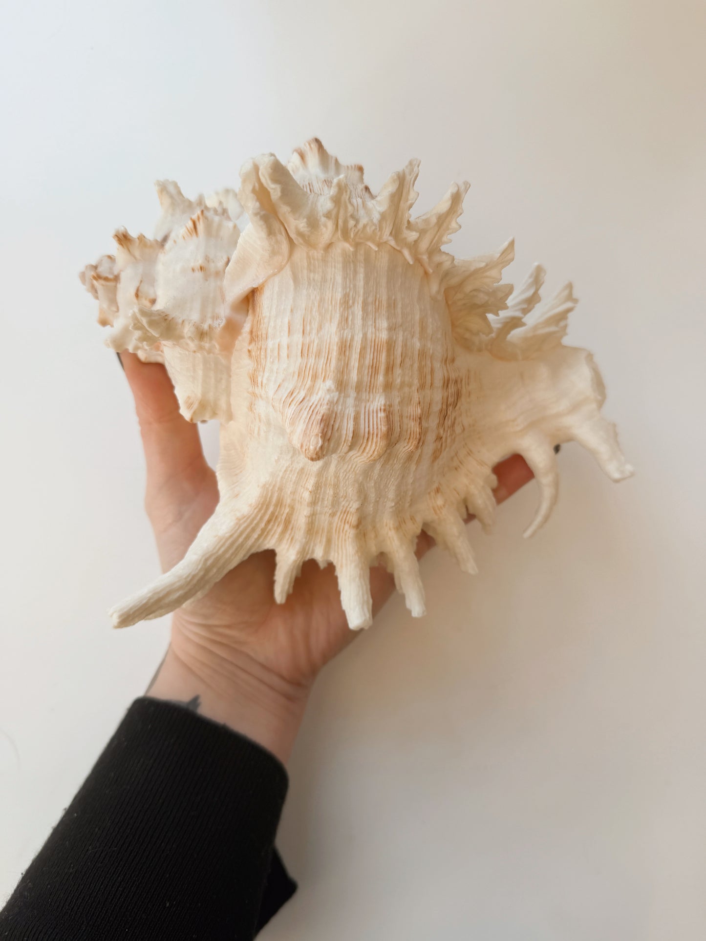 Large Spiked Strombus Shell