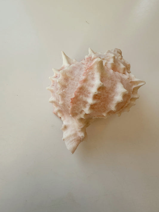 Small Conch Shell