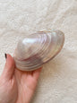 Iridescent Clam Shell