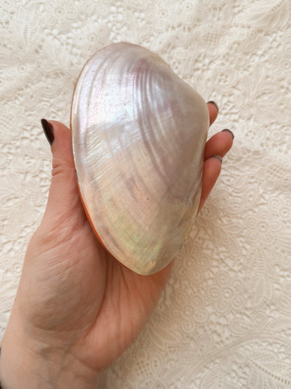 Iridescent Clam Shell