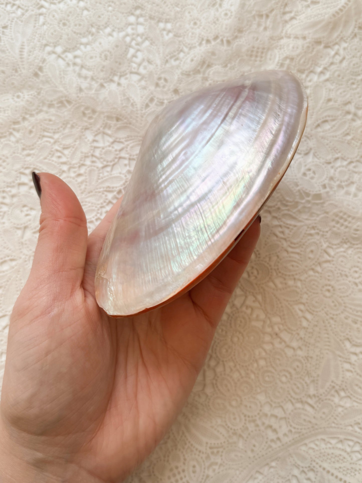 Iridescent Clam Shell