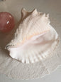 Vintage Extra Large Queen Conch Shell (UK ONLY)