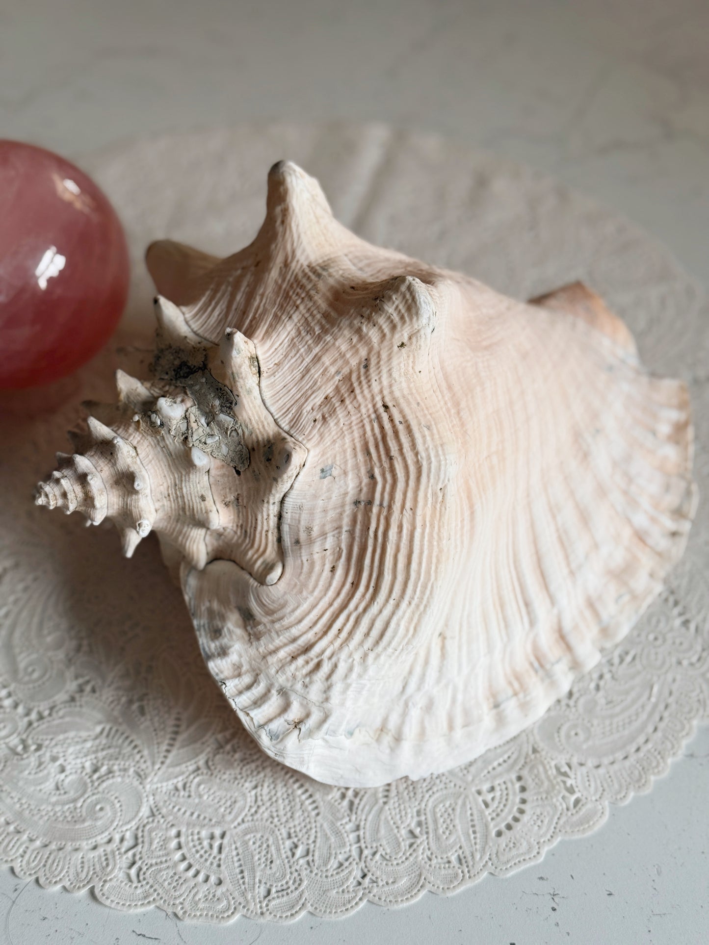 Vintage Extra Large Queen Conch Shell (UK ONLY)