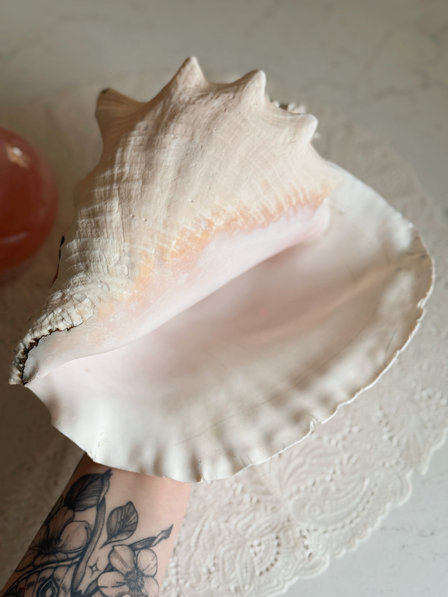 Vintage Extra Large Queen Conch Shell (UK ONLY)