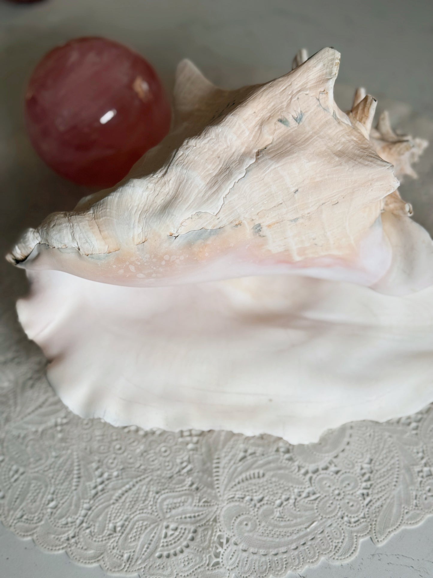 Vintage Extra Large (B) Queen Conch Shell (UK ONLY)