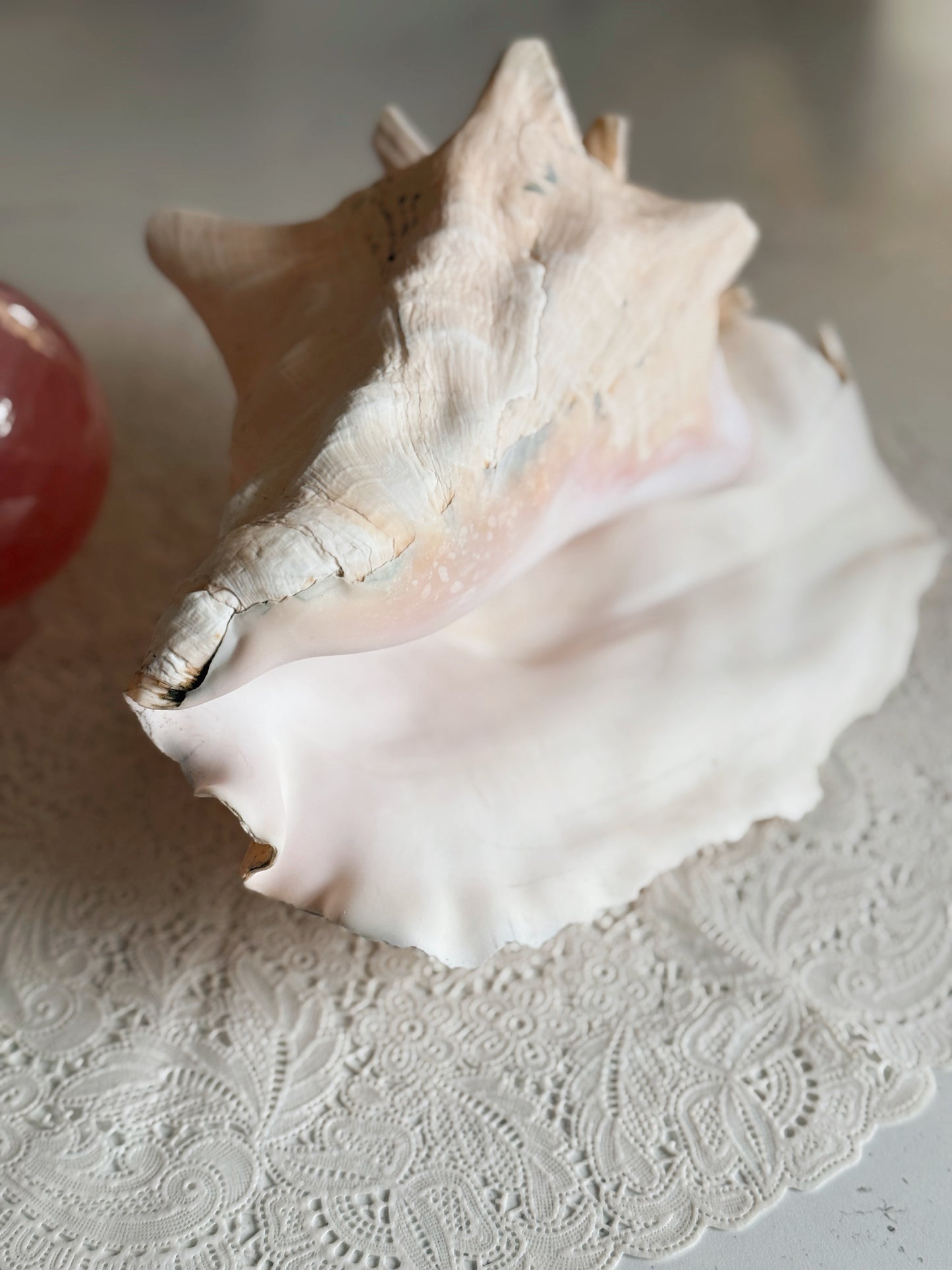 Vintage Extra Large (B) Queen Conch Shell (UK ONLY)