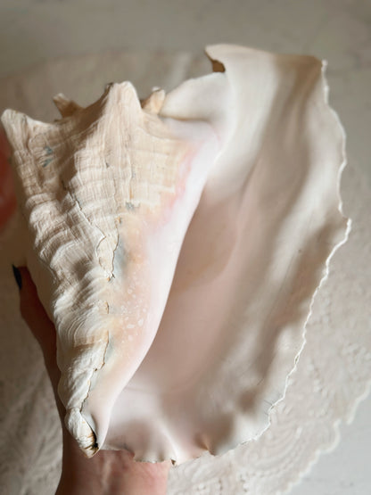 Vintage Extra Large (B) Queen Conch Shell (UK ONLY)