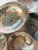 Abalone Shells - Choose Your Own!