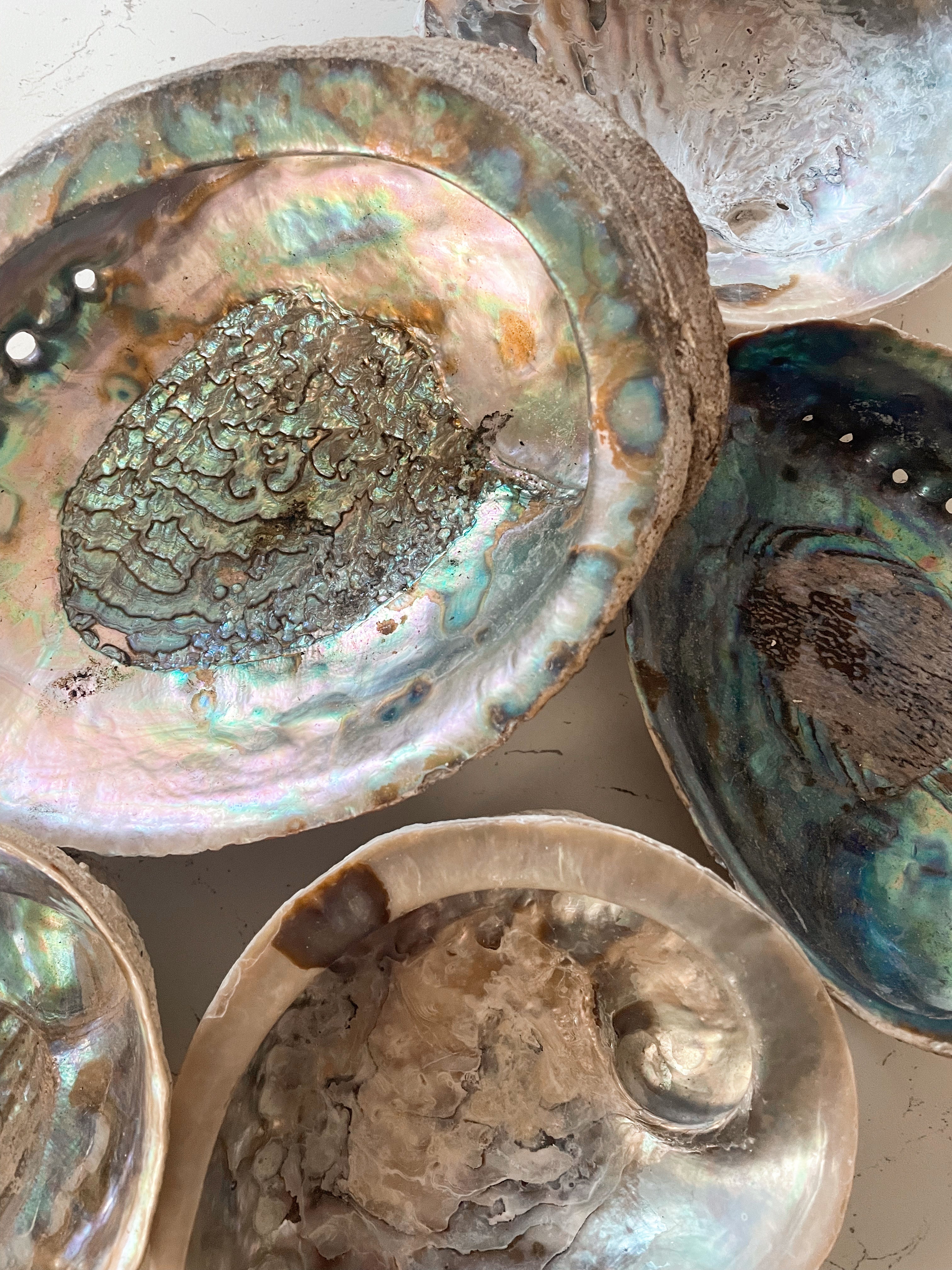 Abalone Shells - Choose Your Own!