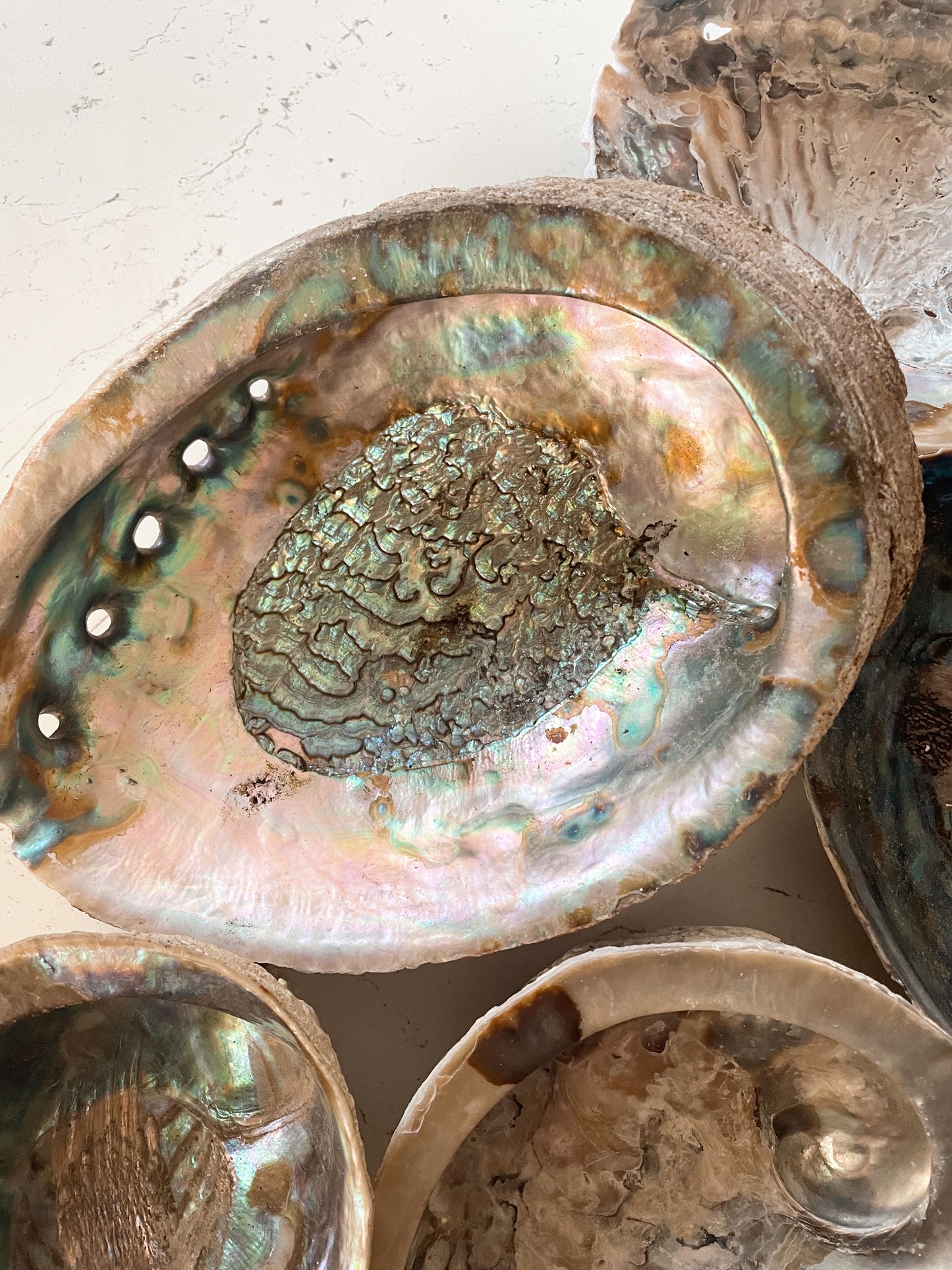 Abalone Shells - Choose Your Own!