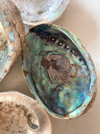 Abalone Shells - Choose Your Own!