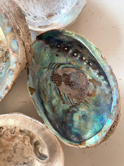 Abalone Shells - Choose Your Own!