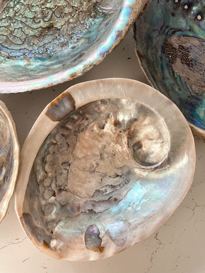 Abalone Shells - Choose Your Own!