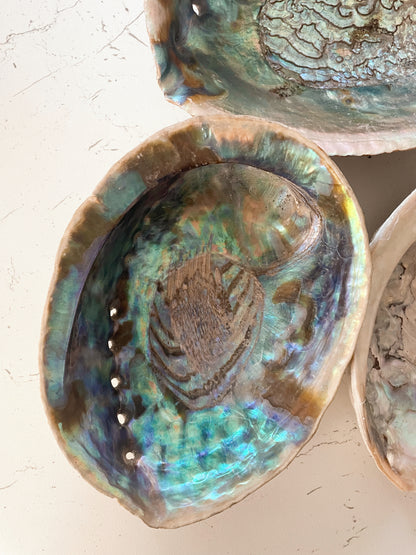 Abalone Shells - Choose Your Own!