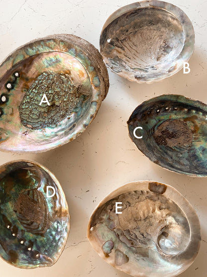 Abalone Shells - Choose Your Own!